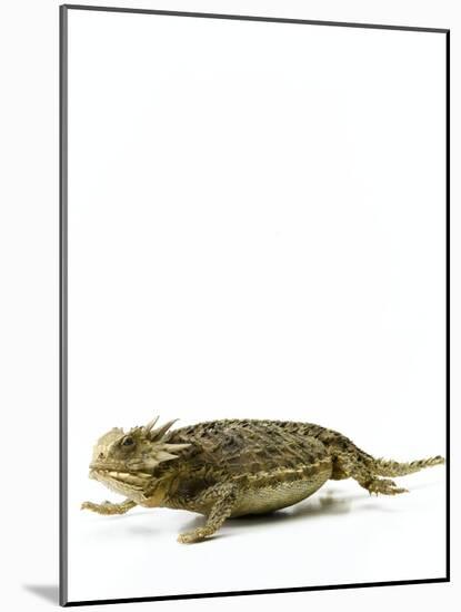 Texas Horned Lizard-null-Mounted Photographic Print