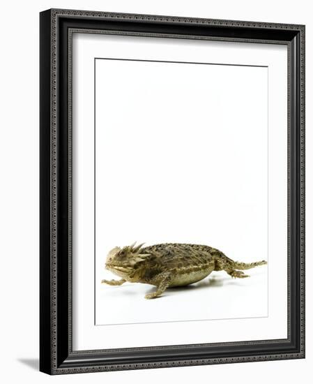 Texas Horned Lizard-null-Framed Photographic Print