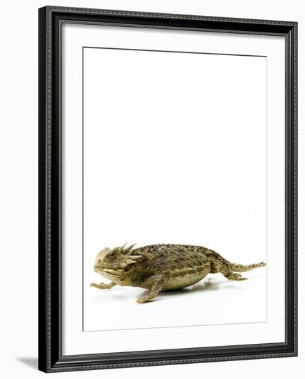 Texas Horned Lizard-null-Framed Photographic Print