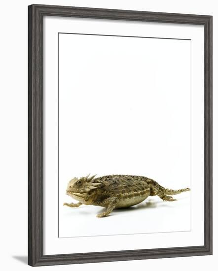 Texas Horned Lizard-null-Framed Photographic Print