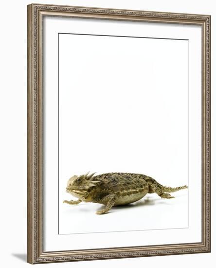 Texas Horned Lizard-null-Framed Photographic Print