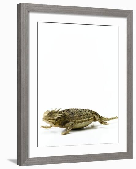 Texas Horned Lizard-null-Framed Photographic Print