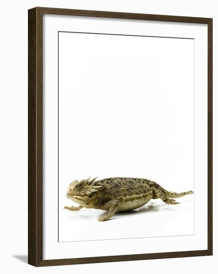 Texas Horned Lizard-null-Framed Photographic Print