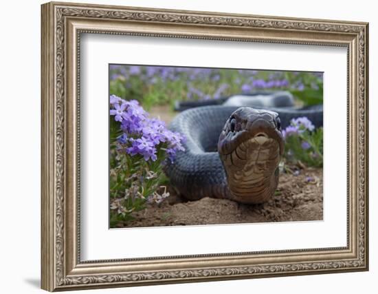 Texas Indigo Snake (Drymarchon Melanurus Erebennus) Close Up Amongst Vervain (Glandularia Sp-Claudio Contreras-Framed Photographic Print