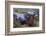 Texas Indigo Snake (Drymarchon Melanurus Erebennus) Close Up Amongst Vervain (Glandularia Sp-Claudio Contreras-Framed Photographic Print