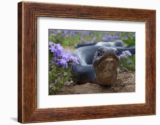 Texas Indigo Snake (Drymarchon Melanurus Erebennus) Close Up Amongst Vervain (Glandularia Sp-Claudio Contreras-Framed Photographic Print