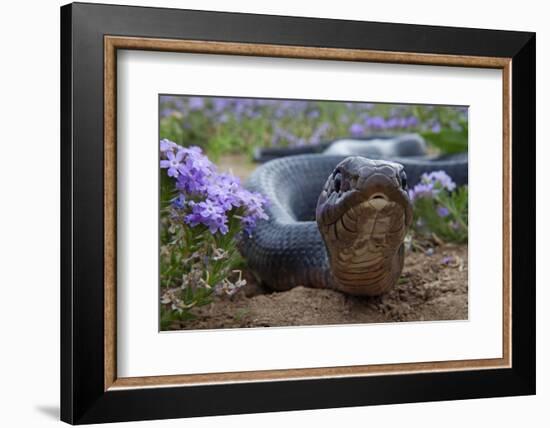 Texas Indigo Snake (Drymarchon Melanurus Erebennus) Close Up Amongst Vervain (Glandularia Sp-Claudio Contreras-Framed Photographic Print