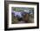 Texas Indigo Snake (Drymarchon Melanurus Erebennus) Close Up Amongst Vervain (Glandularia Sp-Claudio Contreras-Framed Photographic Print