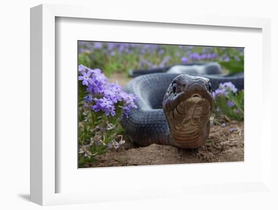 Texas Indigo Snake (Drymarchon Melanurus Erebennus) Close Up Amongst Vervain (Glandularia Sp-Claudio Contreras-Framed Photographic Print