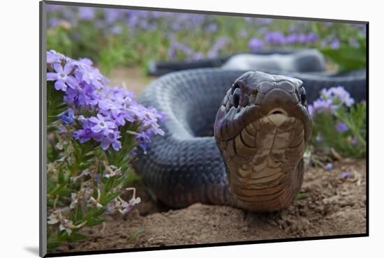 Texas Indigo Snake (Drymarchon Melanurus Erebennus) Close Up Amongst Vervain (Glandularia Sp-Claudio Contreras-Mounted Photographic Print