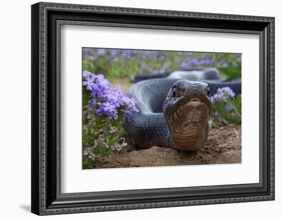 Texas Indigo Snake (Drymarchon Melanurus Erebennus) Close Up Amongst Vervain (Glandularia Sp-Claudio Contreras-Framed Photographic Print