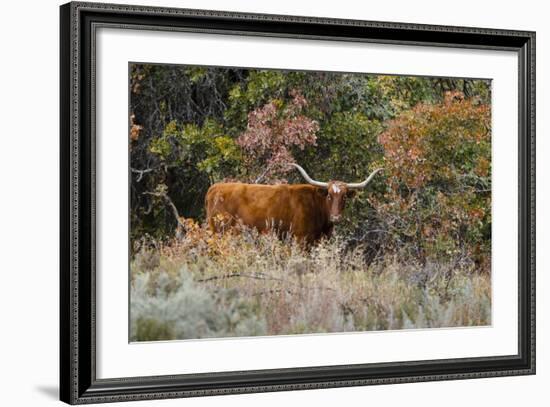 Texas Longhorn Cattle in Grassland-Larry Ditto-Framed Photographic Print