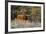 Texas Longhorn Cattle in Grassland-Larry Ditto-Framed Photographic Print