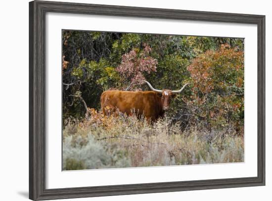 Texas Longhorn Cattle in Grassland-Larry Ditto-Framed Photographic Print