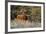 Texas Longhorn Cattle in Grassland-Larry Ditto-Framed Photographic Print