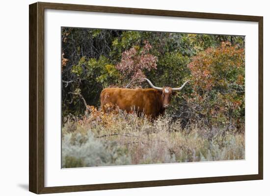 Texas Longhorn Cattle in Grassland-Larry Ditto-Framed Photographic Print