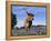 Texas Longhorn Cow, in Lupin Meadow, Texas, USA-Lynn M^ Stone-Framed Premier Image Canvas