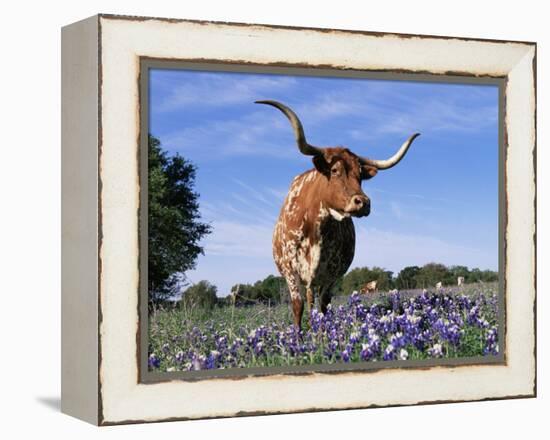 Texas Longhorn Cow, in Lupin Meadow, Texas, USA-Lynn M^ Stone-Framed Premier Image Canvas