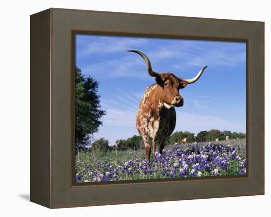 Texas Longhorn Cow, in Lupin Meadow, Texas, USA-Lynn M^ Stone-Framed Premier Image Canvas