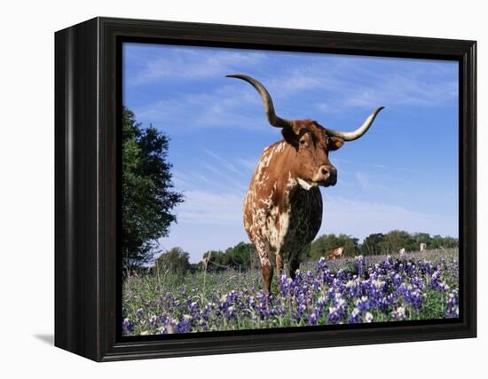 Texas Longhorn Cow, in Lupin Meadow, Texas, USA-Lynn M^ Stone-Framed Premier Image Canvas