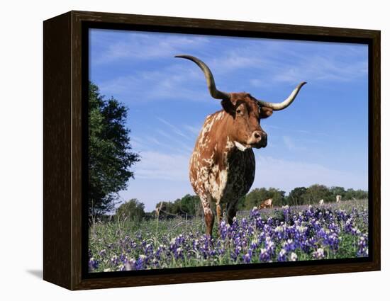 Texas Longhorn Cow, in Lupin Meadow, Texas, USA-Lynn M^ Stone-Framed Premier Image Canvas