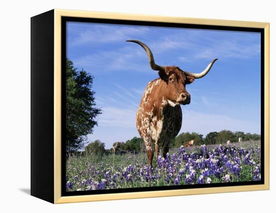 Texas Longhorn Cow, in Lupin Meadow, Texas, USA-Lynn M^ Stone-Framed Premier Image Canvas