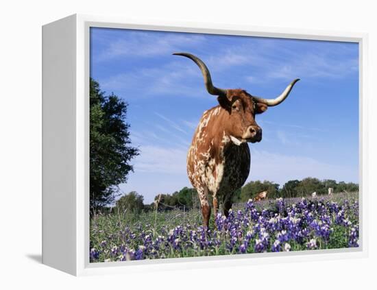 Texas Longhorn Cow, in Lupin Meadow, Texas, USA-Lynn M^ Stone-Framed Premier Image Canvas