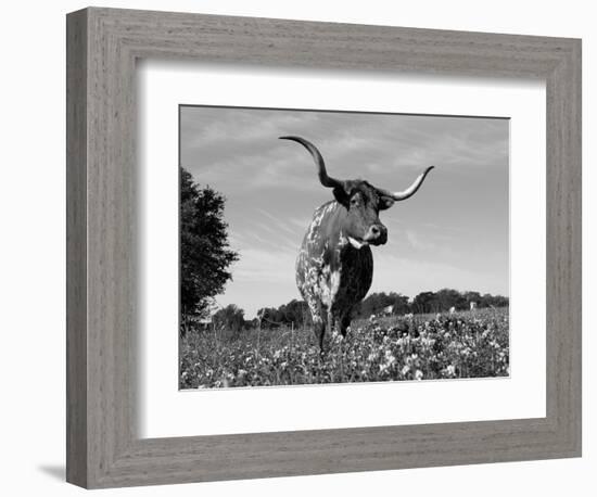 Texas Longhorn Cow, in Lupin Meadow, Texas, USA-Lynn M^ Stone-Framed Premium Photographic Print