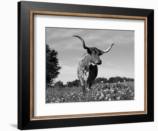 Texas Longhorn Cow, in Lupin Meadow, Texas, USA-Lynn M^ Stone-Framed Premium Photographic Print