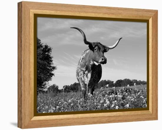 Texas Longhorn Cow, in Lupin Meadow, Texas, USA-Lynn M^ Stone-Framed Premier Image Canvas