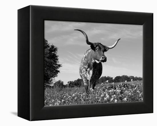 Texas Longhorn Cow, in Lupin Meadow, Texas, USA-Lynn M^ Stone-Framed Premier Image Canvas