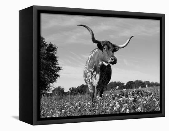 Texas Longhorn Cow, in Lupin Meadow, Texas, USA-Lynn M^ Stone-Framed Premier Image Canvas