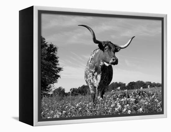 Texas Longhorn Cow, in Lupin Meadow, Texas, USA-Lynn M^ Stone-Framed Premier Image Canvas