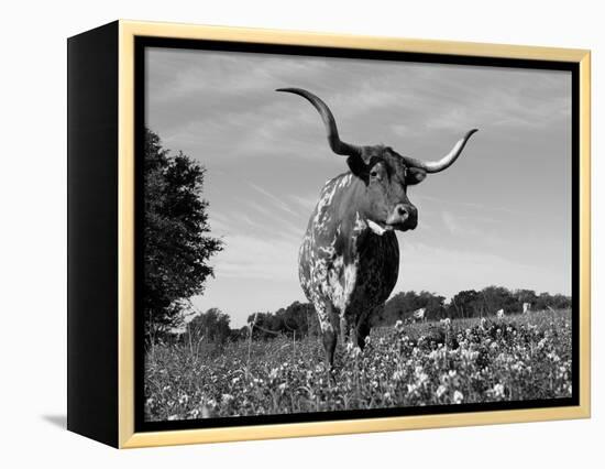 Texas Longhorn Cow, in Lupin Meadow, Texas, USA-Lynn M^ Stone-Framed Premier Image Canvas