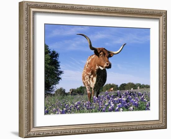 Texas Longhorn Cow, in Lupin Meadow, Texas, USA-Lynn M^ Stone-Framed Photographic Print