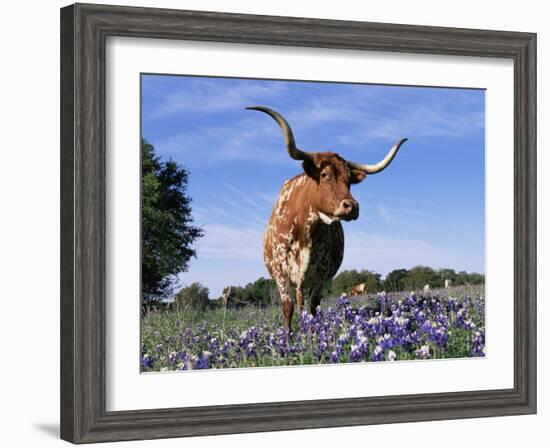 Texas Longhorn Cow, in Lupin Meadow, Texas, USA-Lynn M^ Stone-Framed Photographic Print