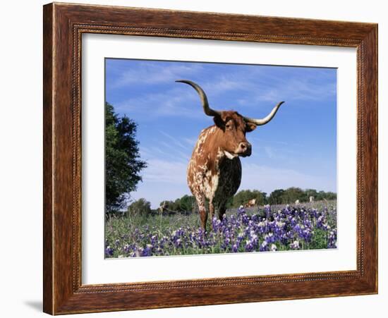 Texas Longhorn Cow, in Lupin Meadow, Texas, USA-Lynn M^ Stone-Framed Photographic Print