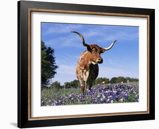 Texas Longhorn Cow, in Lupin Meadow, Texas, USA-Lynn M^ Stone-Framed Photographic Print