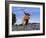 Texas Longhorn Cow, in Lupin Meadow, Texas, USA-Lynn M^ Stone-Framed Photographic Print