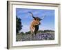 Texas Longhorn Cow, in Lupin Meadow, Texas, USA-Lynn M^ Stone-Framed Photographic Print