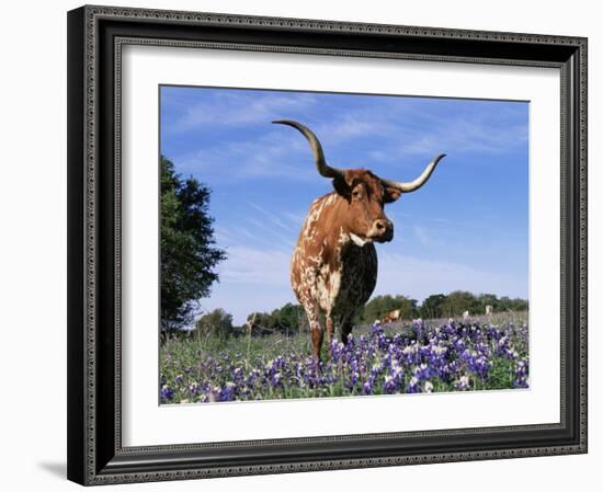 Texas Longhorn Cow, in Lupin Meadow, Texas, USA-Lynn M^ Stone-Framed Photographic Print