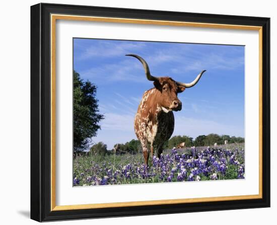 Texas Longhorn Cow, in Lupin Meadow, Texas, USA-Lynn M^ Stone-Framed Photographic Print