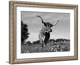Texas Longhorn Cow, in Lupin Meadow, Texas, USA-Lynn M^ Stone-Framed Photographic Print