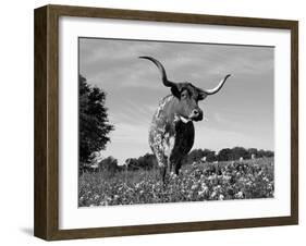 Texas Longhorn Cow, in Lupin Meadow, Texas, USA-Lynn M^ Stone-Framed Photographic Print
