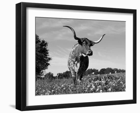 Texas Longhorn Cow, in Lupin Meadow, Texas, USA-Lynn M^ Stone-Framed Photographic Print