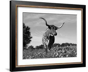 Texas Longhorn Cow, in Lupin Meadow, Texas, USA-Lynn M^ Stone-Framed Photographic Print