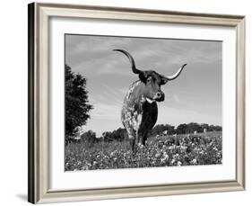 Texas Longhorn Cow, in Lupin Meadow, Texas, USA-Lynn M^ Stone-Framed Photographic Print