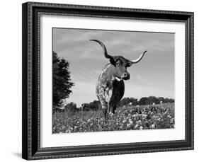 Texas Longhorn Cow, in Lupin Meadow, Texas, USA-Lynn M^ Stone-Framed Photographic Print