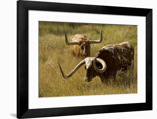 Texas Longhorn, Custer, South Dakota, Usa-Michel Hersen-Framed Premium Photographic Print