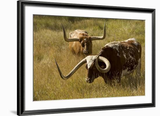 Texas Longhorn, Custer, South Dakota, Usa-Michel Hersen-Framed Premium Photographic Print